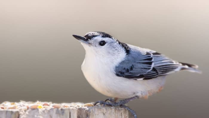  rare birds of north carolina