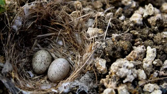  types of ground birds