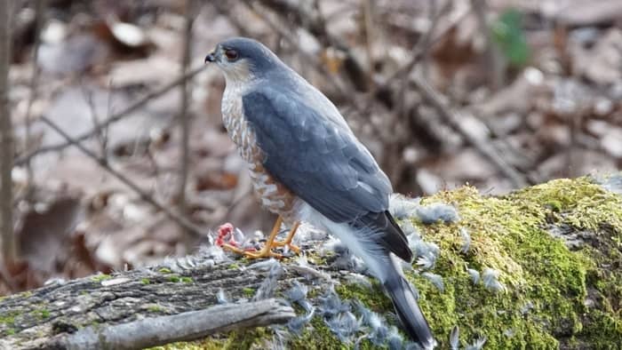  what do sharp shinned hawks eat