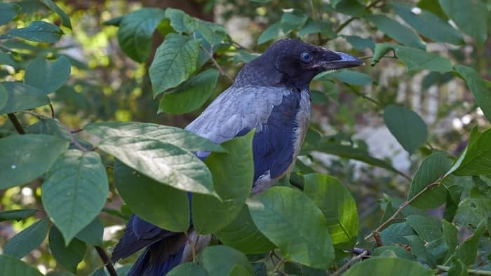  what to feed wild crows