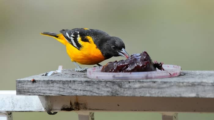  when to stop feeding orioles grape jelly