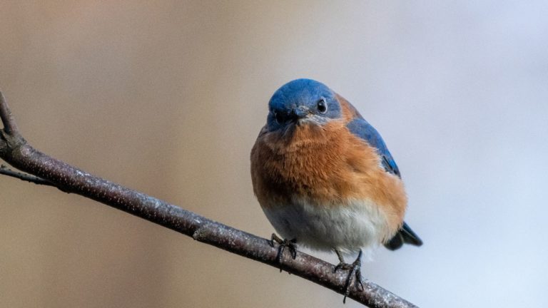 Where Do Bluebirds Go IN the Winter?