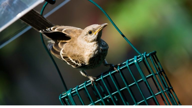 How to Attract Mockingbirds to Your Backyard?
