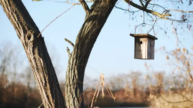 How to Protect Bird Feeders from Hawks?