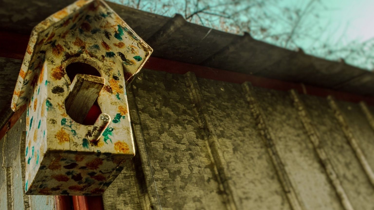 How to Get a Bird out Of the Garage? Birds Tracker