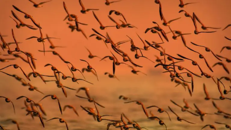 How Do Birds Fly In Flocks?
