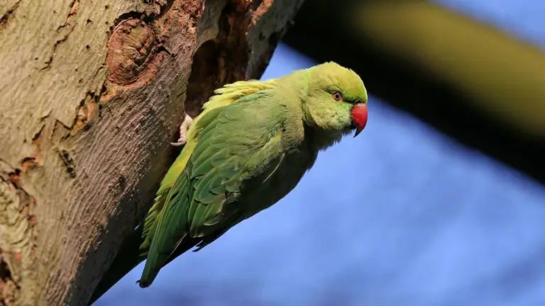 How Long Can A Parakeet Go Without Water?