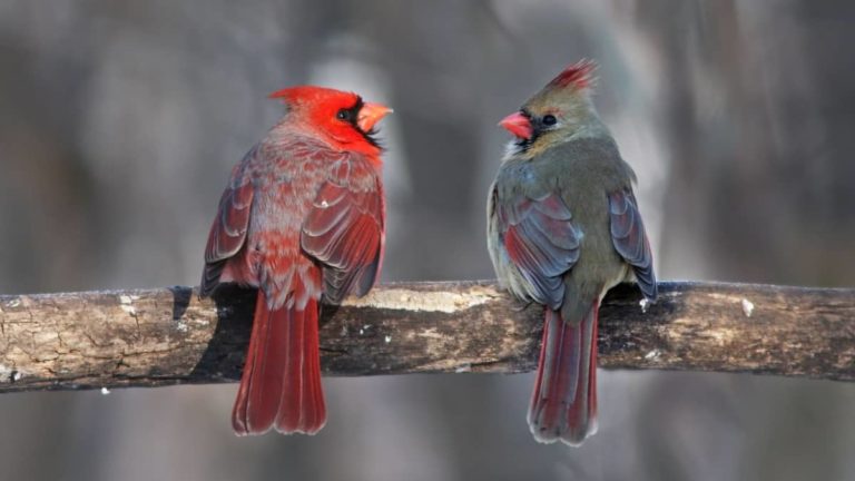Do Cardinals Mate For Life?
