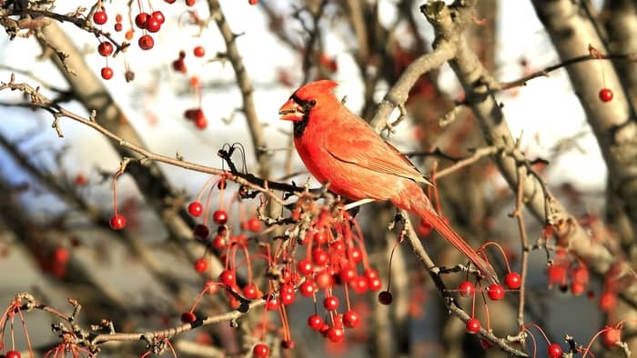 Do cardinals come back to the same nest every year?