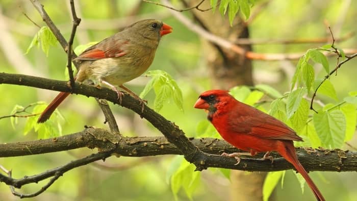  Do cardinals mourn the loss of a mate?
