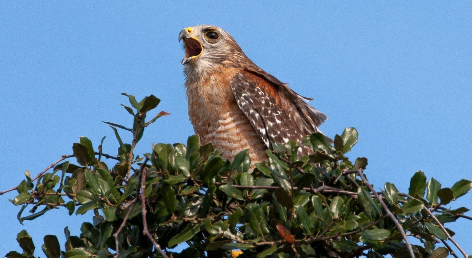 Where Do Redshouldered Hawks Live? Birds Tracker