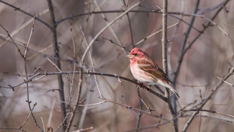 House Finch Vs Purple Finch: What’s The Difference?
