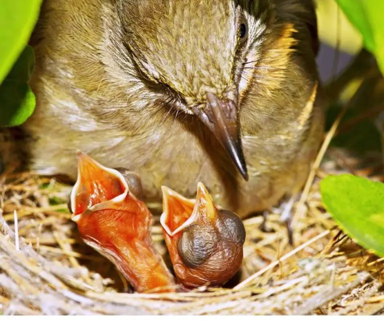How Do Birds Care for Their Young?