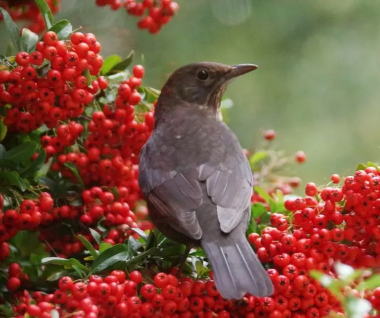 How Do Birds Help Spread the Seeds Of Berries??