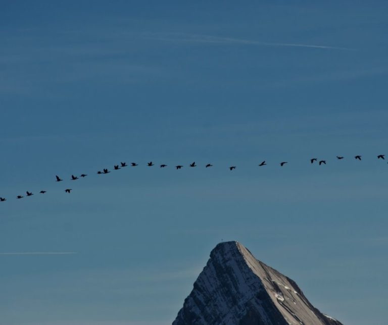 How Do Birds Know Where to Migrate?