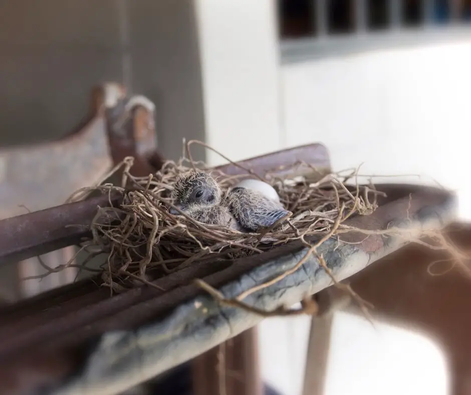 How Do Birds Take Care Of Their Babies? Birds Tracker