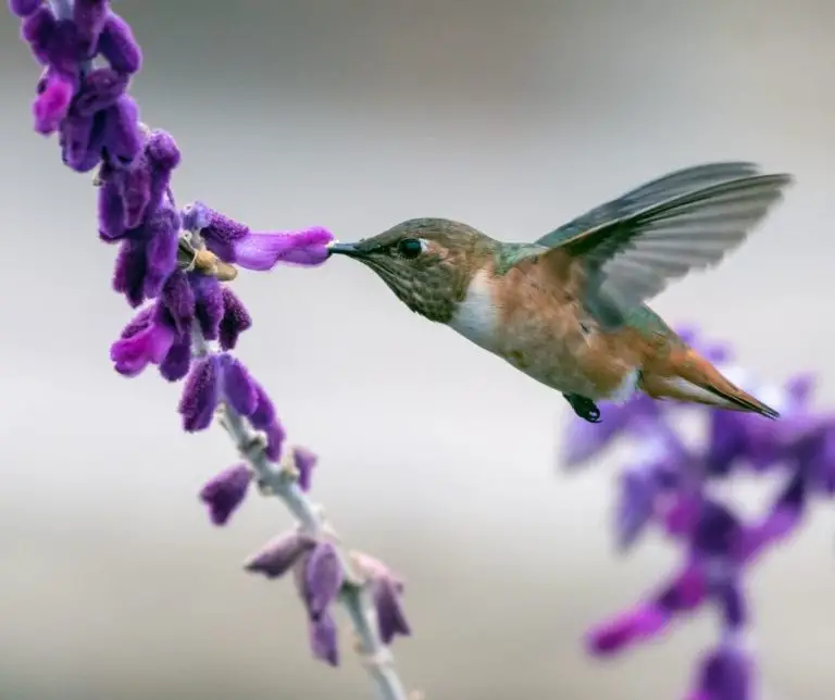 How Do Hummingbirds Survive?