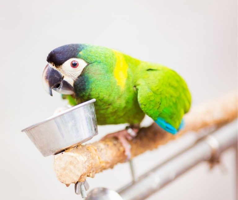 How Do Parakeets Drink Water?