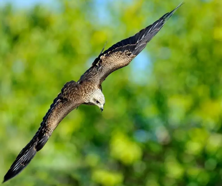 How Fast Can a Hawk Fly?