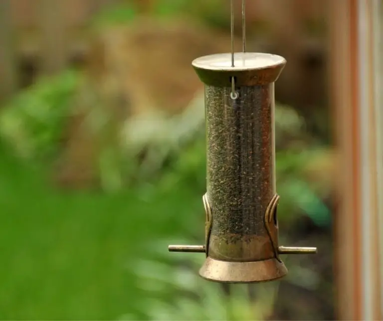 How Long Before Birds Come to a New Feeder?