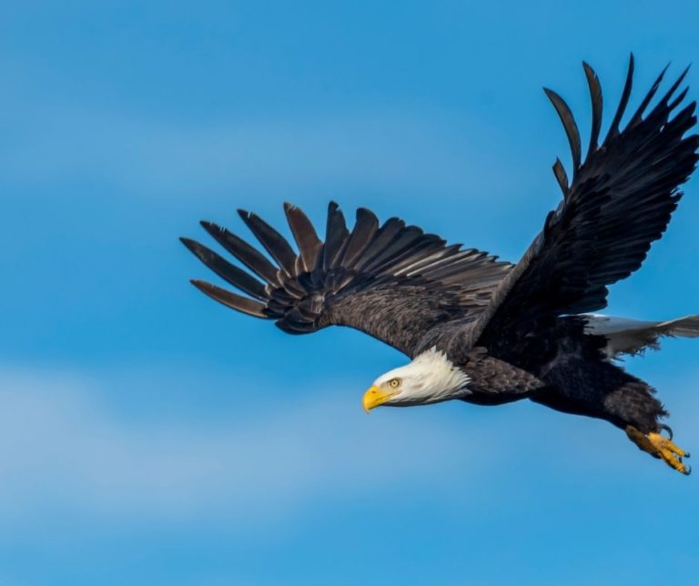 How Many Types Of Eagles Are There IN North America?