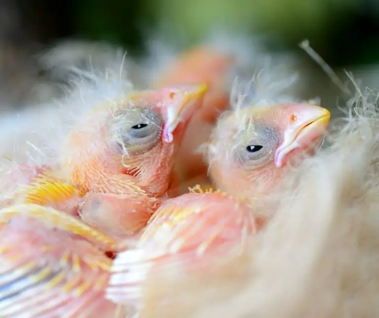 How Often Do Birds Have Babies?