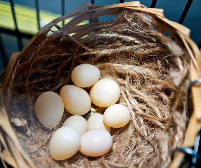 How Often Do Finches Lay Eggs?