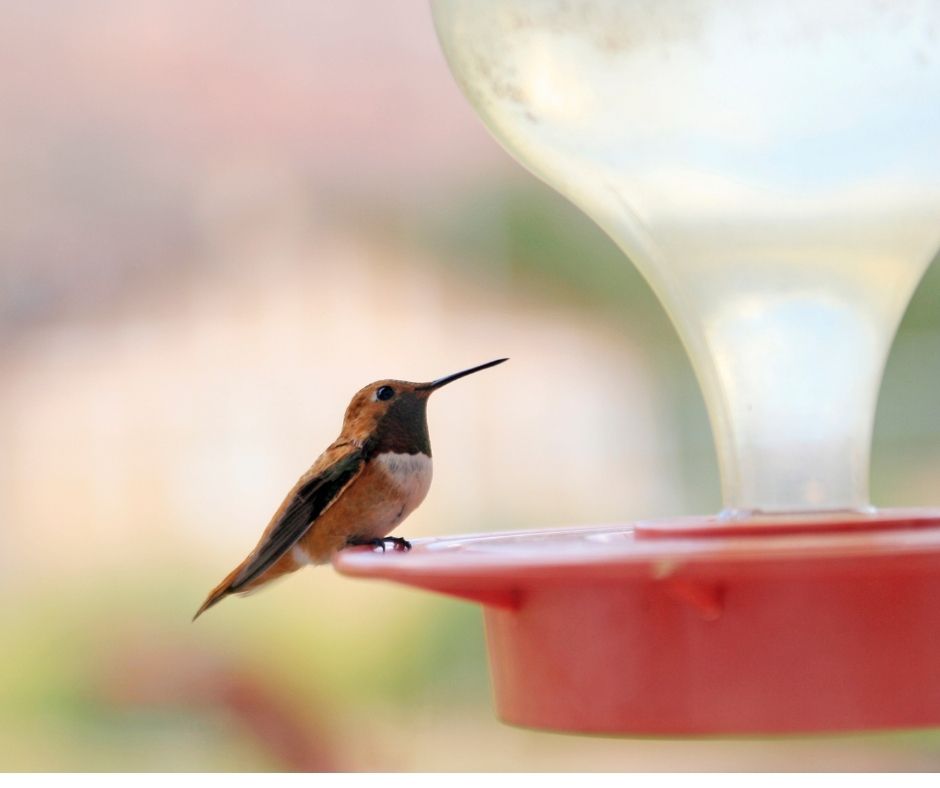 How Often Should You Change Hummingbird Food? Birds Tracker