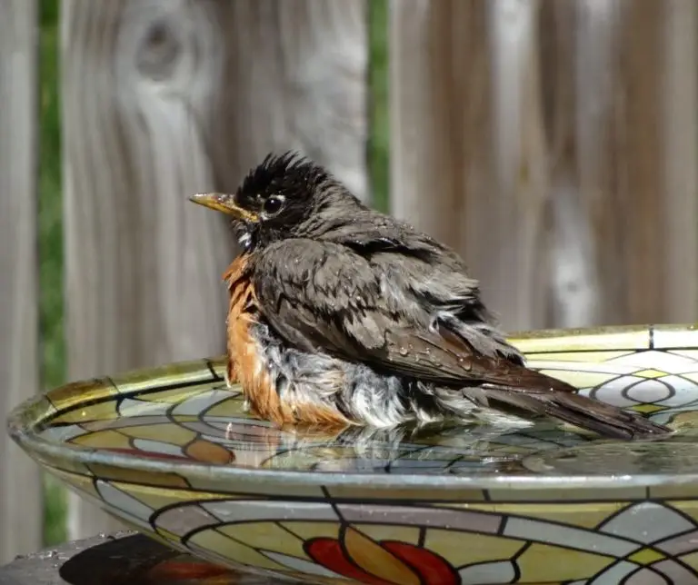 How to Clean a Birdbath Without Bleach?