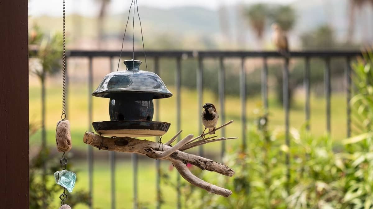 How To Keep Sparrows Away From Bird Feeder