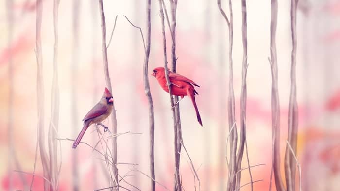  How long do cardinal mates stay together?