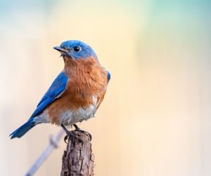 How to Attract Bluebirds to Your Backyard? - Birds Tracker