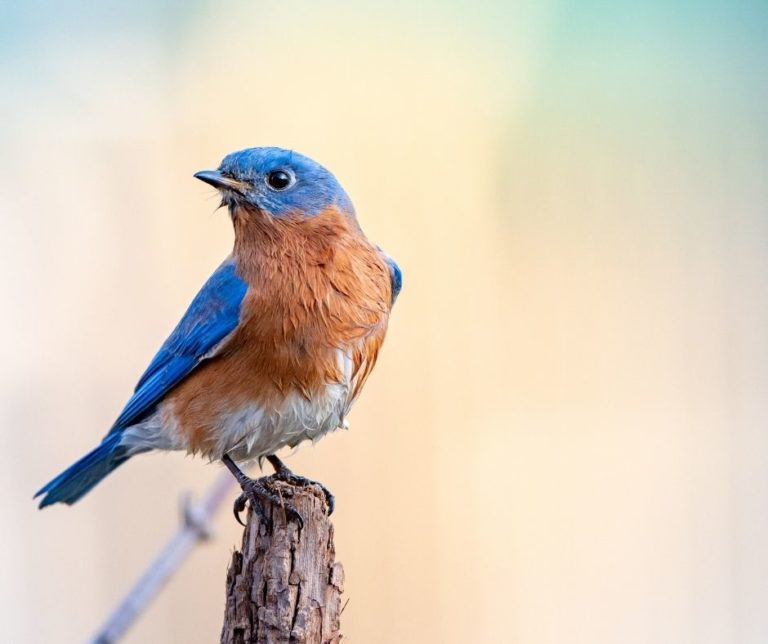 How to Attract Bluebirds to Your Backyard?