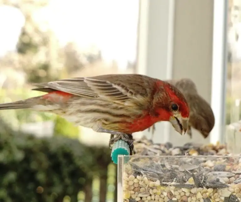 How to Attract Finches to a New Feeder?