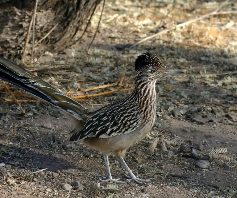 How to Attract Roadrunners?
