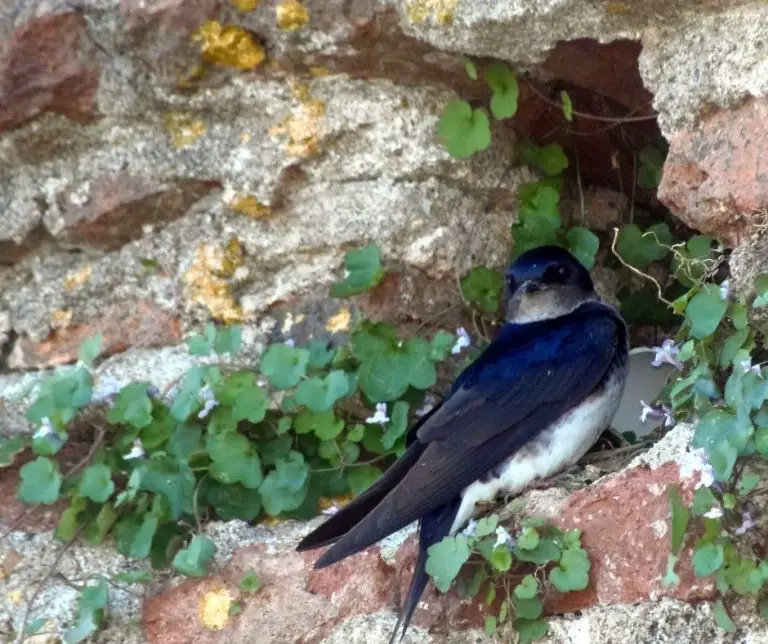 How to Attract Swallows to Your Yard?