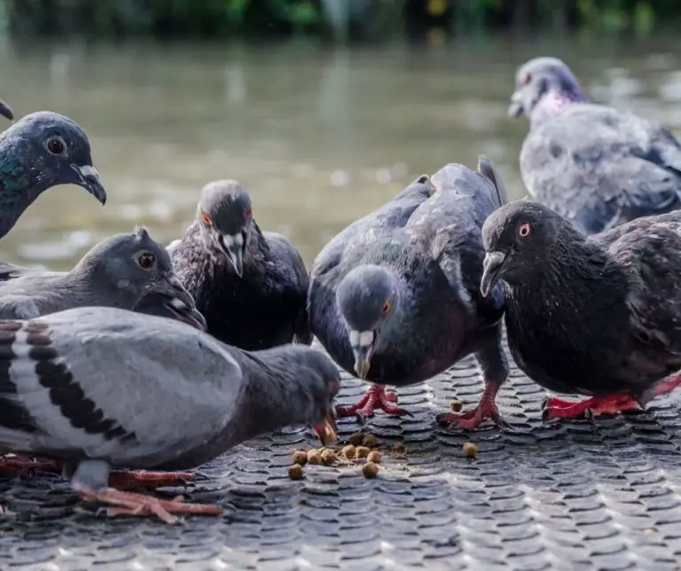 How to Feed Birds Without Attracting Pigeons?