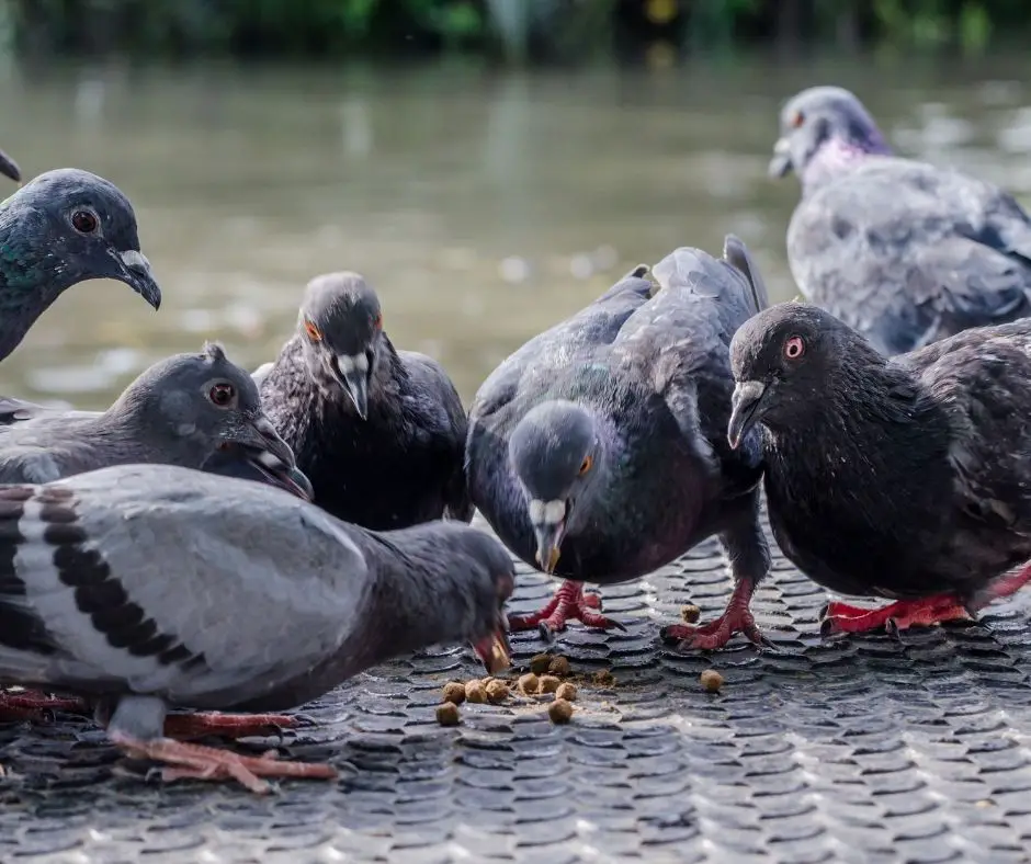 How to Feed Birds Without Attracting Pigeons? Birds Tracker