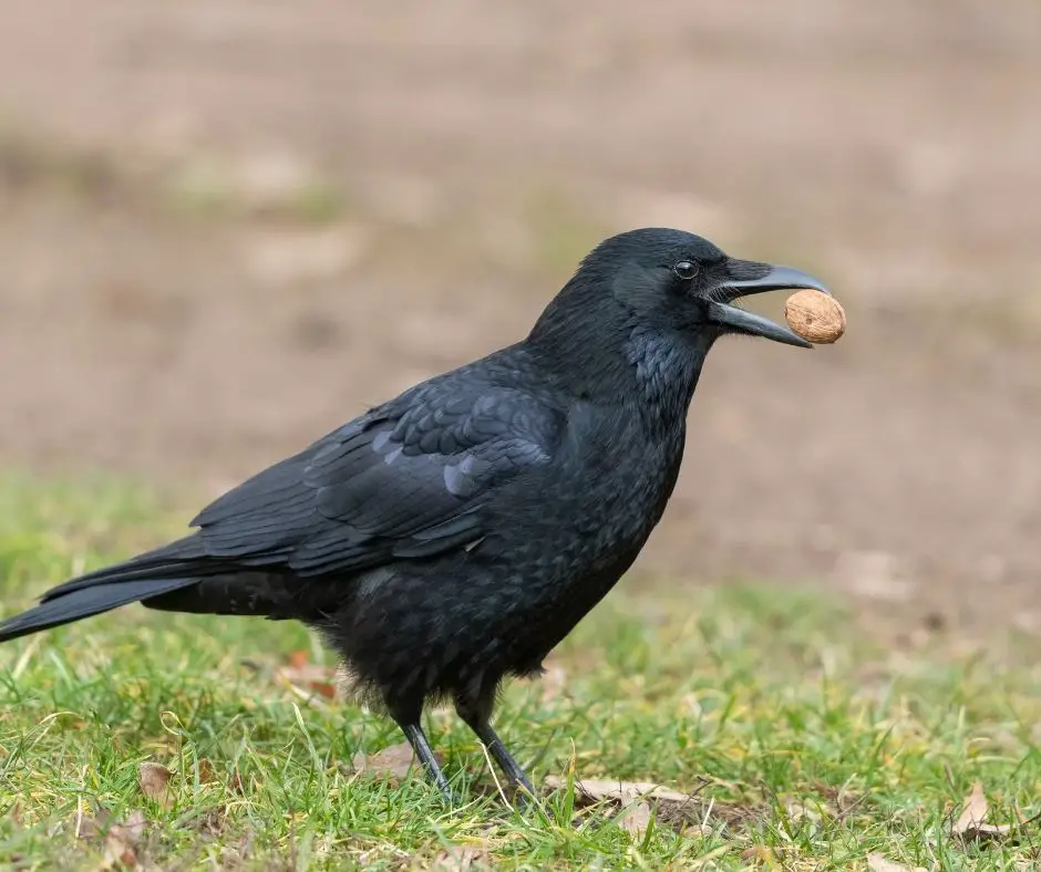 How To Feed Crows IN Your Yard 