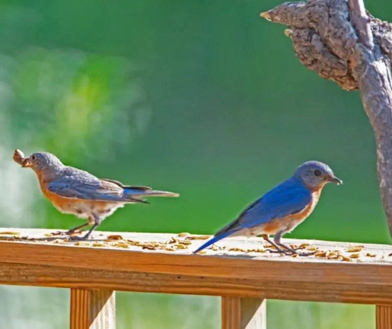 How to Feed Mealworms to Bluebirds?