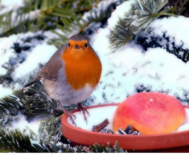 How to Feed Robins IN Winter?