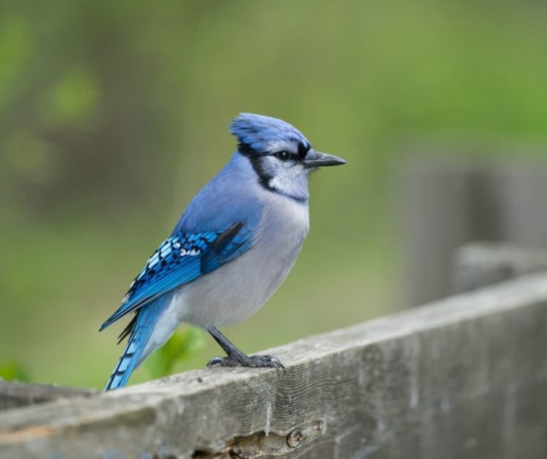 How to Get Rid Of Blue Jays IN Your Yard?