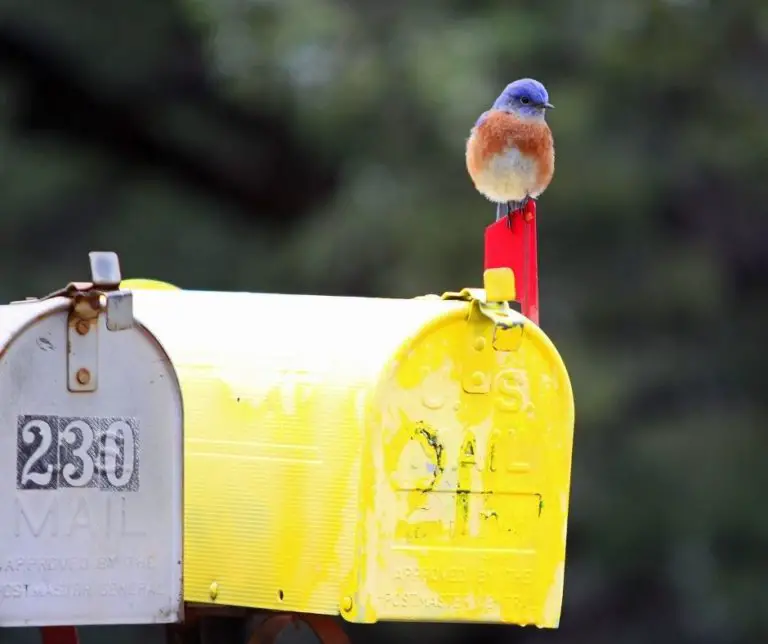 How to Keep Birds off Mailbox?