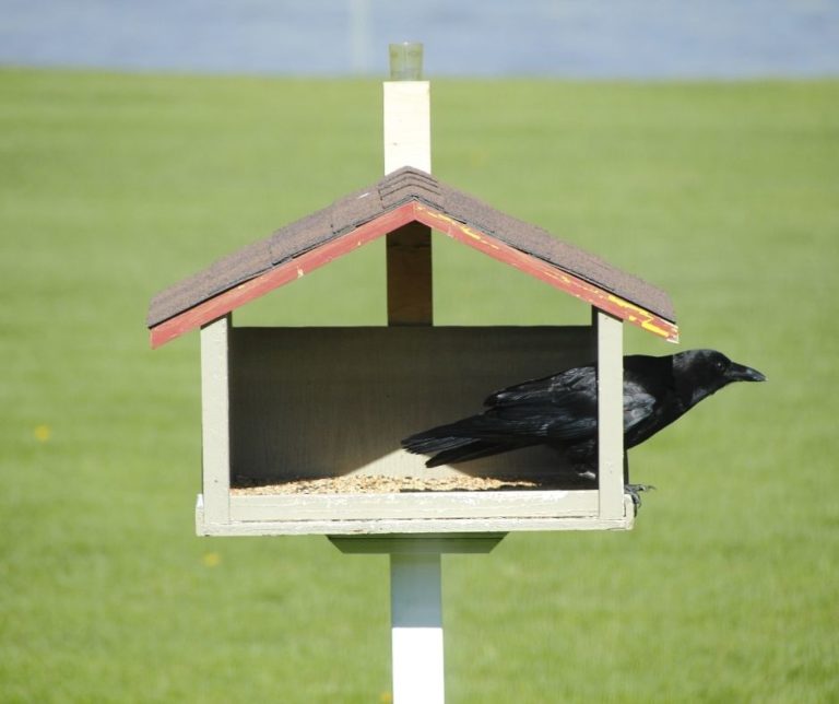 How to Keep Crows out Of Bird Feeder?