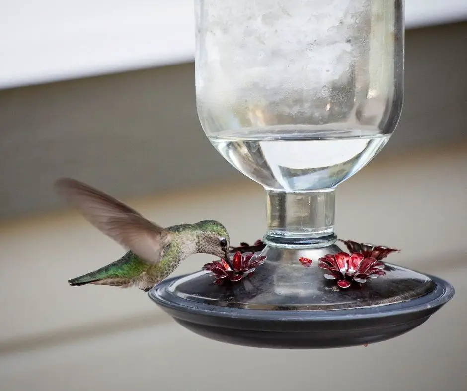 How to Keep Away from Hummingbird Feeders? Birds Tracker