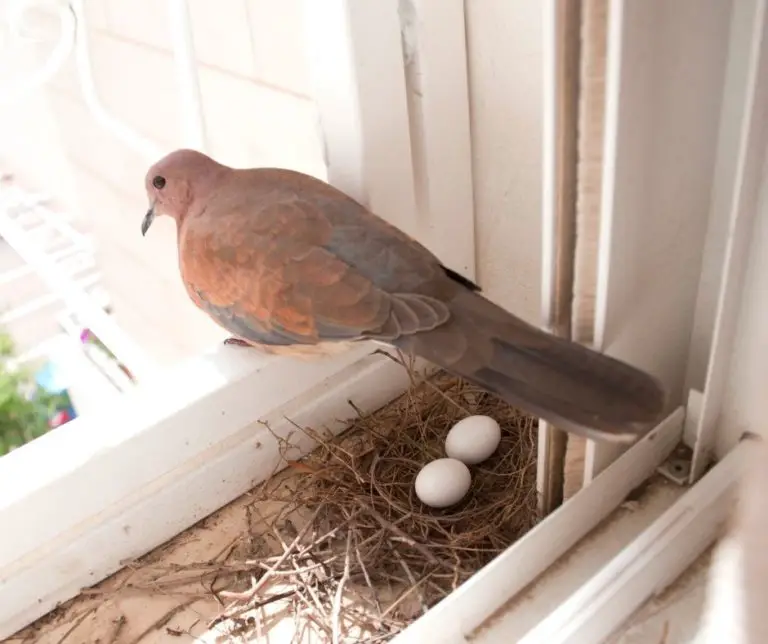 How to Know if a Pigeon Is About to Lay Eggs?