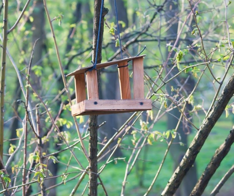 How to Make a Bird Feeder Station?