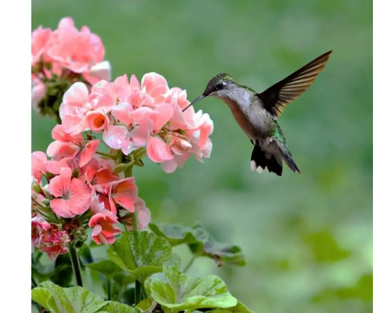 How Do Hummingbirds Get Protein?