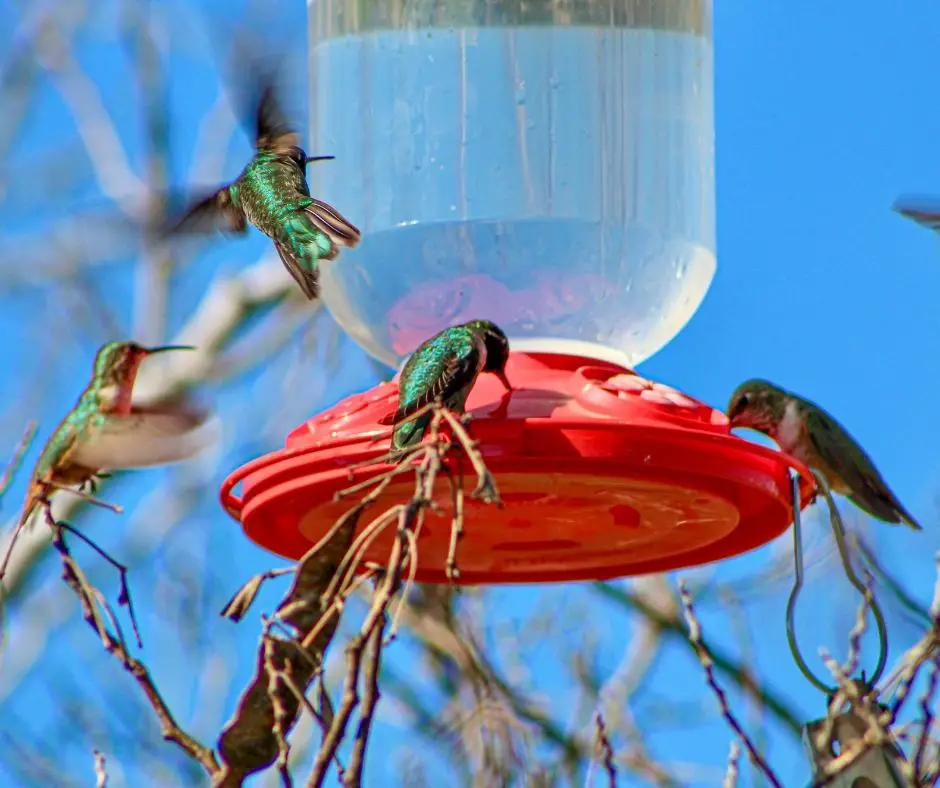 How to Open Hummingbird Feeder? Birds Tracker