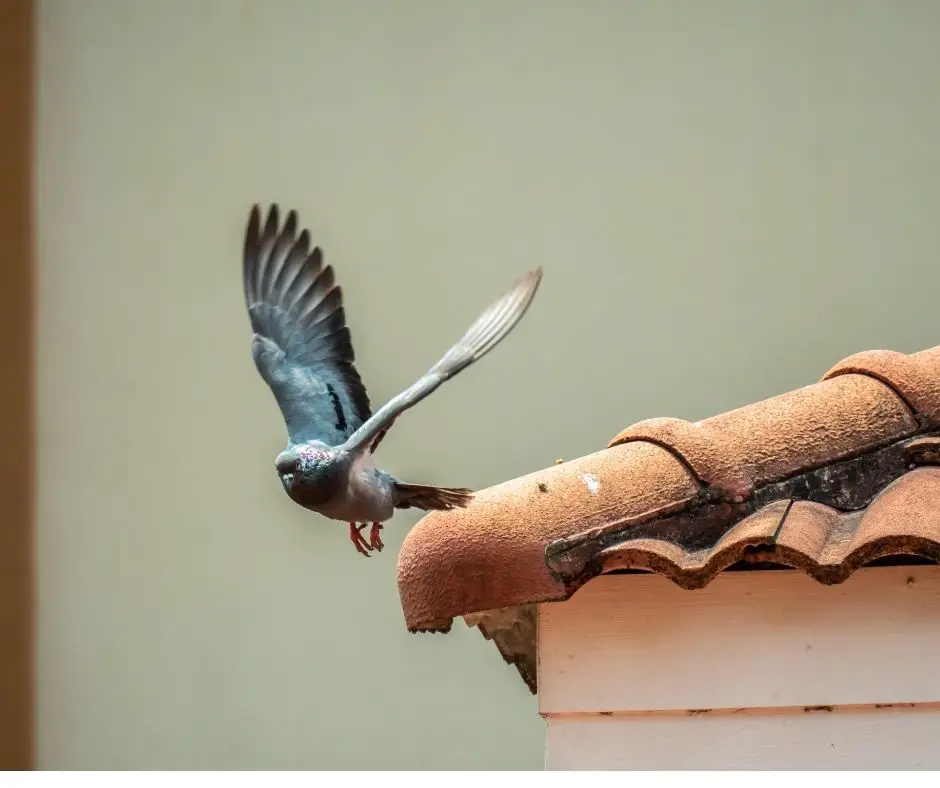 How to Stop Birds from Pooping on My Porch? Birds Tracker